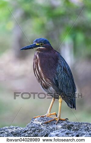Grunreiher (Butorides virescens), Santo Domingo, Insel Hispaniola, Grosse Antillen View Large Photo Image Stock Photo - Grunreiher (Butorides virescens), Santo Domingo, Insel Hispaniola, Grosse Antillen. Fotosearch