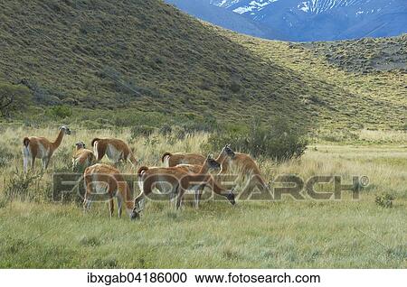 Gruppe von Guanakos (Lama guanicoe) in der Steppe, Nationalpark Torres del Paine, Patagonien, Chile, Sudamerika View Large Photo Image Stock Image - Gruppe von Guanakos (Lama guanicoe) in der Steppe, Nationalpark Torres del Paine, Patagonien, Chile, Sudamerika. Fotosearch