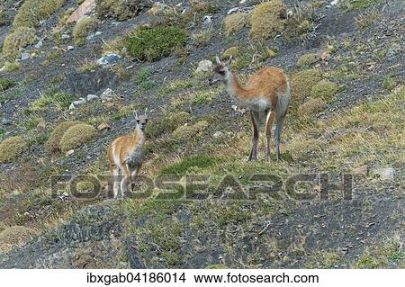 Guanacos (Lama guanicoe), Nationalpark Torres del Paine, Patagonien, Chile, Sudamerika View Large Photo Image Picture - Guanacos (Lama guanicoe), Nationalpark Torres del Paine, Patagonien, Chile, Sudamerika. Fotosearch