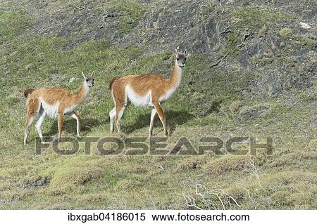 Guanacos (Lama guanicoe), Nationalpark Torres del Paine, Patagonien, Chile, Sudamerika View Large Photo Image Stock Photography - Guanacos (Lama guanicoe), Nationalpark Torres del Paine, Patagonien, Chile, Sudamerika. Fotosearch