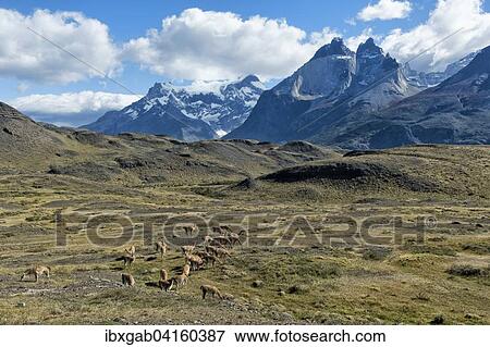 Guanako-Herde weidet in der Steppe, Nationalpark Torres del Paine, Patagonien, Chile, Sudamerika View Large Photo Image Stock Photo - Guanako-Herde weidet in der Steppe, Nationalpark Torres del Paine, Patagonien, Chile, Sudamerika. Fotosearch