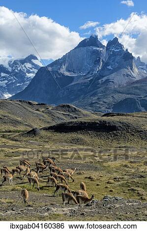 Guanako-Herde weidet in der Steppe, Nationalpark Torres del Paine, Patagonien, Chile, Sudamerika View Large Photo Image Stock Photograph - Guanako-Herde weidet in der Steppe, Nationalpark Torres del Paine, Patagonien, Chile, Sudamerika. Fotosearch