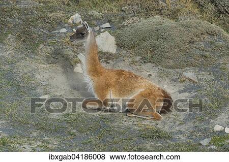 Guanako (Lama guanicoe) liegt im Staub, Nationalpark Torres del Paine, Patagonien, Chile liegen View Large Photo Image Stock Photo - Guanako (Lama guanicoe) liegt im Staub, Nationalpark Torres del Paine, Patagonien, Chile liegen. Fotosearch