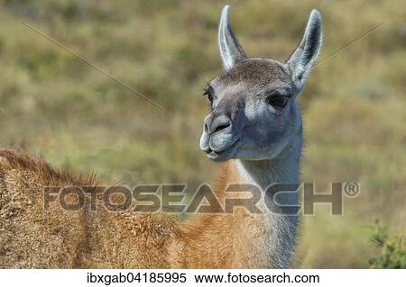 Guanako (Lama guanicoe), Nationalpark Torres del Paine, Patagonien, Chile, Sudamerika View Large Photo Image Stock Photography - Guanako (Lama guanicoe), Nationalpark Torres del Paine, Patagonien, Chile, Sudamerika. Fotosearch
