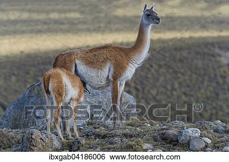 Guanako (Lama guanicoe) saugt Jungtier, Nationalpark Torres del Paine, Patagonien, Chile, Sudamerika View Large Photo Image Stock Photograph - Guanako (Lama guanicoe) saugt Jungtier, Nationalpark Torres del Paine, Patagonien, Chile, Sudamerika. Fotosearch