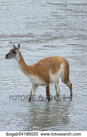 Guanako (Lama guanicoe) uberquert einen Fluss, Nationalpark Torres del Paine, Patagonien, Chile, Sudamerika View Large Photo Image Stock Image - Guanako (Lama guanicoe) uberquert einen Fluss, Nationalpark Torres del Paine, Patagonien, Chile, Sudamerika. Fotosearch