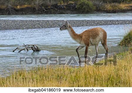 Guanako (Lama guanicoe) uberquert einen Fluss, Nationalpark Torres del Paine, Patagonien, Chile, Sudamerika View Large Photo Image Stock Photo - Guanako (Lama guanicoe) uberquert einen Fluss, Nationalpark Torres del Paine, Patagonien, Chile, Sudamerika. Fotosearch