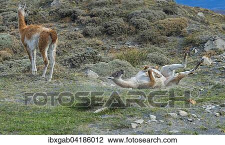 Guanako (Lama guanicoe) walzt sich im Staub, Nationalpark Torres del Paine, Patagonien, Chile, Sudamerika View Large Photo Image Stock Image - Guanako (Lama guanicoe) walzt sich im Staub, Nationalpark Torres del Paine, Patagonien, Chile, Sudamerika. Fotosearch