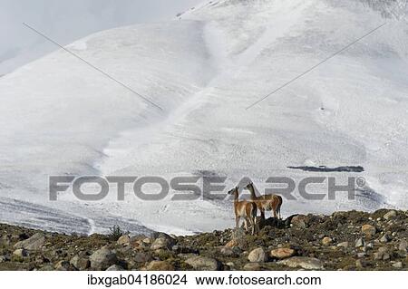 Picture - Guanakos (Lama guanicoe) auf einem Bergrucken vor schneebedeckten Bergen, Nationalpark Torres del Paine, Patagonien, Chile, Sudamerika. Fotosearch