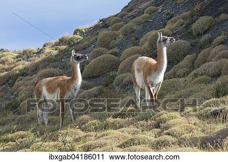 Guanakos (Lama guanicoe), Nationalpark Torres del Paine, Patagonien, Chile, Sudamerika View Large Photo Image Stock Image - Guanakos (Lama guanicoe), Nationalpark Torres del Paine, Patagonien, Chile, Sudamerika. Fotosearch