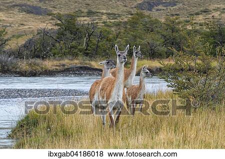 Guanakos (Lama guanicoe), Nationalpark Torres del Paine, Patagonien, Chile, Sudamerika View Large Photo Image Stock Photo - Guanakos (Lama guanicoe), Nationalpark Torres del Paine, Patagonien, Chile, Sudamerika. Fotosearch