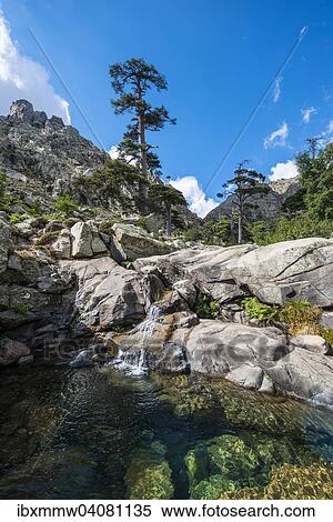 Gumpe und kleiner Wasserfall im Gebirge, am Fluss Golo, Regionaler Naturpark Korsika, Parc naturel regional de Corse, Korsika, Frankreich, Europa View Large Photo Image Stock Photography - Gumpe und kleiner Wasserfall im Gebirge, am Fluss Golo, Regionaler Naturpark Korsika, Parc naturel regional de Corse, Korsika, Frankreich, Europa. Fotosearch