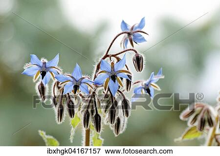 Stock Photo - Gurkenkraut oder Borretsch (Borago officinalis), Bluten und Knospen. Fotosearch