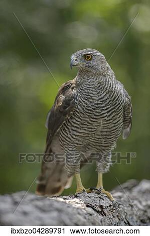Habicht (Accipiter gentilis), adultes Weibchen sitzt auf einem Baumstamm, Nationalpark Kiskunsag, Ungarn, Europa View Large Photo Image Stock Image - Habicht (Accipiter gentilis), adultes Weibchen sitzt auf einem Baumstamm, Nationalpark Kiskunsag, Ungarn, Europa. Fotosearch