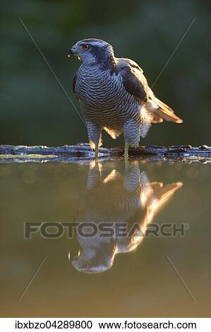 Habicht (Accipiter gentilis), adultes Mannchen an der Wasserstelle mit Spiegelung im letzten Licht, Nationalpark Kiskunsag, Ungarn, Europa View Large Photo Image Stock Image - Habicht (Accipiter gentilis), adultes Mannchen an der Wasserstelle mit Spiegelung im letzten Licht, Nationalpark Kiskunsag, Ungarn, Europa. Fotosearch