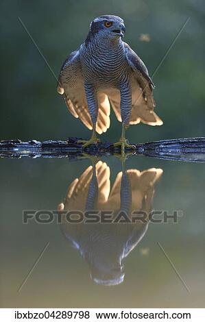 Habicht (Accipiter gentilis), adultes Mannchen an der Wasserstelle mit Spiegelung im letzten Licht, Nationalpark Kiskunsag, Ungarn, Europa View Large Photo Image Stock Photo - Habicht (Accipiter gentilis), adultes Mannchen an der Wasserstelle mit Spiegelung im letzten Licht, Nationalpark Kiskunsag, Ungarn, Europa. Fotosearch