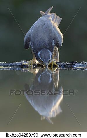 Stock Photo - Habicht (Accipiter gentilis), adultes Mannchen an der Wasserstelle mit Spiegelung beim Trinken im letzten Licht, Nationalpark Kiskunsag, Ungarn, Europa. Fotosearch