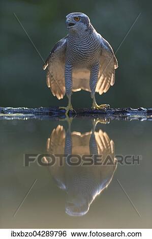 Habicht (Accipiter gentilis), adultes Mannchen an der Wasserstelle mit Spiegelung im letzten Licht, Nationalpark Kiskunsag, Ungarn, Europa View Large Photo Image Stock Photograph - Habicht (Accipiter gentilis), adultes Mannchen an der Wasserstelle mit Spiegelung im letzten Licht, Nationalpark Kiskunsag, Ungarn, Europa. Fotosearch