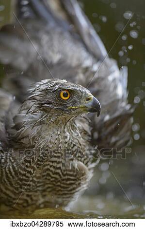 Stock Photography - Habicht (Accipiter gentilis), adultes Weibchen beim Baden, Portrait, Nationalpark Kiskunsag, Ungarn, Europa. Fotosearch