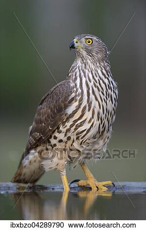 Stock Image - Habicht (Accipiter gentilis), Weibchen im Jugendkleid an der Wasserstelle im letzten Licht, Nationalpark Kiskunsag, Ungarn, Europa. Fotosearch