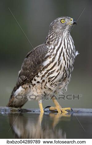 Habicht (Accipiter gentilis), Weibchen im Jugendkleid an der Wasserstelle im letzten Licht, Nationalpark Kiskunsag, Ungarn, Europa View Large Photo Image Stock Photo - Habicht (Accipiter gentilis), Weibchen im Jugendkleid an der Wasserstelle im letzten Licht, Nationalpark Kiskunsag, Ungarn, Europa. Fotosearch