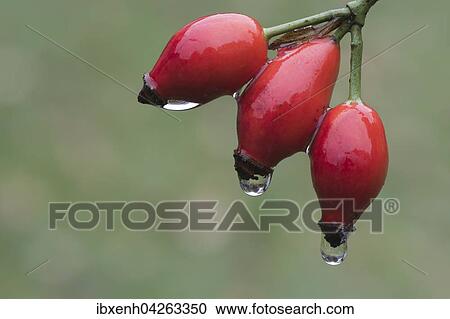 Hagebutten der Hundsrose (Rosa canina) mit Wassertropfen, Emsland, Niedersachsen, Deutschland, Europa View Large Photo Image Stock Image - Hagebutten der Hundsrose (Rosa canina) mit Wassertropfen, Emsland, Niedersachsen, Deutschland, Europa. Fotosearch