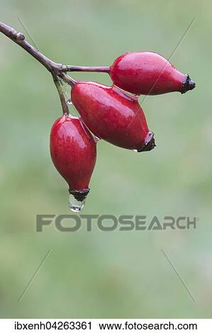 Hagebutten der Hundsrose (Rosa canina) mit Wassertropfen, Emsland, Niedersachsen, Deutschland, Europa View Large Photo Image Stock Image - Hagebutten der Hundsrose (Rosa canina) mit Wassertropfen, Emsland, Niedersachsen, Deutschland, Europa. Fotosearch
