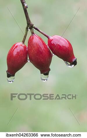 Stock Photograph - Hagebutten der Hundsrose (Rosa canina) mit Wassertropfen, Emsland, Niedersachsen, Deutschland, Europa. Fotosearch