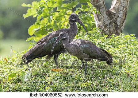 Stock Image - Hagedasche (Bostrychia hagedash), Mannchen und Weibchen, Bigodi Wetland, Uganda, Afrika. Fotosearch