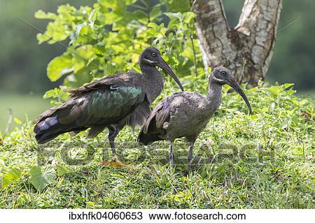 Stock Image - Hagedasche (Bostrychia hagedash), Mannchen und Weibchen, Bigodi Wetland, Uganda, Afrika. Fotosearch