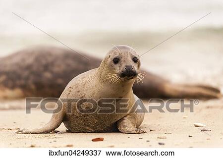 Halbwuchsige Kegelrobbe (Halichoerus grypus), Helgoland, Schleswig-Holstein, Deutschland, Europa View Large Photo Image Stock Photo - Halbwuchsige Kegelrobbe (Halichoerus grypus), Helgoland, Schleswig-Holstein, Deutschland, Europa. Fotosearch