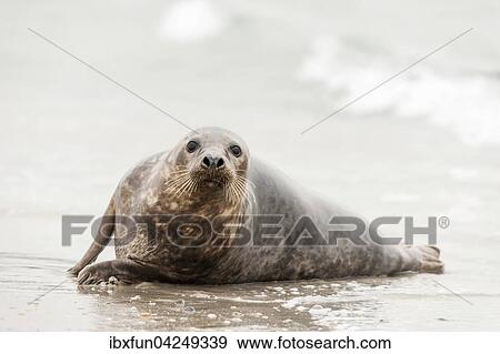 Halbwuchsige Kegelrobbe (Halichoerus grypus), Helgoland, Schleswig-Holstein, Deutschland, Europa View Large Photo Image Stock Photo - Halbwuchsige Kegelrobbe (Halichoerus grypus), Helgoland, Schleswig-Holstein, Deutschland, Europa. Fotosearch