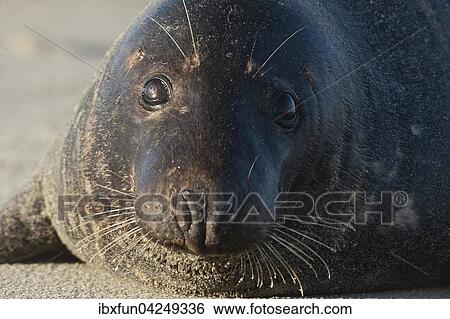 Halbwuchsige Kegelrobbe (Halichoerus grypus), Portrait, Helgoland, Schleswig-Holstein, Deutschland, Europa View Large Photo Image Stock Photograph - Halbwuchsige Kegelrobbe (Halichoerus grypus), Portrait, Helgoland, Schleswig-Holstein, Deutschland, Europa. Fotosearch