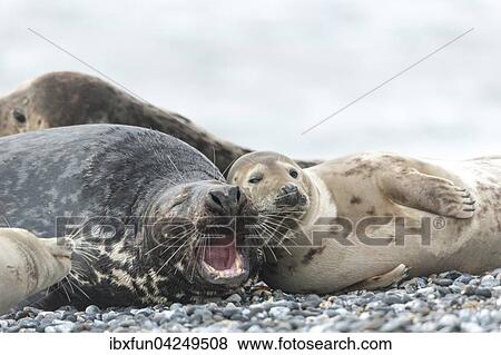 Halbwuchsige Kegelrobben (Halichoerus grypus), im Spiel, Helgoland, Schleswig-Holstein, Deutschland, Europa View Large Photo Image Stock Photo - Halbwuchsige Kegelrobben (Halichoerus grypus), im Spiel, Helgoland, Schleswig-Holstein, Deutschland, Europa. Fotosearch