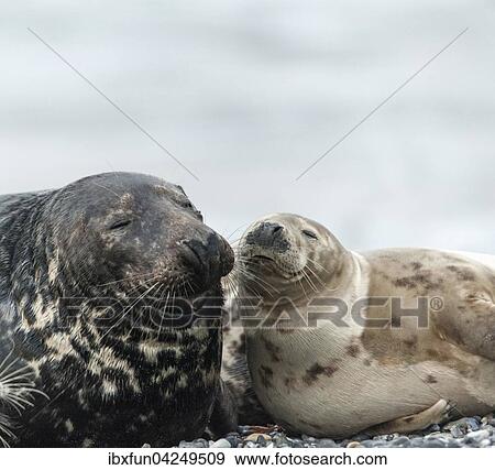 Stock Photo - Halbwuchsige Kegelrobben (Halichoerus grypus), Portrait, Helgoland, Schleswig-Holstein, Deutschland, Europa. Fotosearch