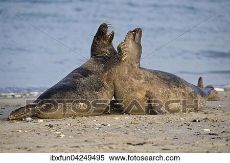 Halbwuchsige Kegelrobben (Halichoerus grypus), im Spiel, Helgoland, Schleswig-Holstein, Deutschland, Europa View Large Photo Image Stock Photography - Halbwuchsige Kegelrobben (Halichoerus grypus), im Spiel, Helgoland, Schleswig-Holstein, Deutschland, Europa. Fotosearch