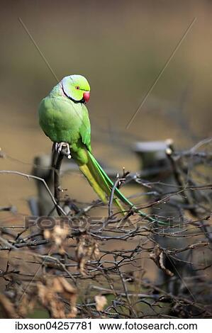Stock Image - Halsbandsittich oder Alexandersittich (Psittacula krameri), adult, auf Baum, Baden-Wurttemberg, Deutschland, Europa. Fotosearch