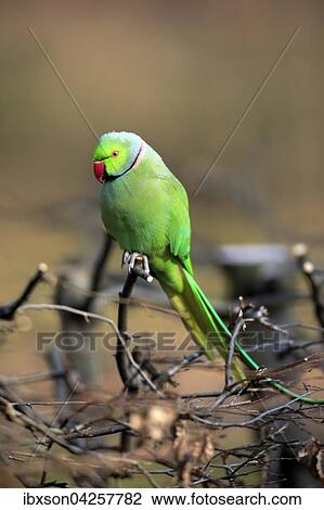 Halsbandsittich oder Alexandersittich (Psittacula krameri), adult, auf Baum, Baden-Wurttemberg, Deutschland, Europa View Large Photo Image Stock Image - Halsbandsittich oder Alexandersittich (Psittacula krameri), adult, auf Baum, Baden-Wurttemberg, Deutschland, Europa. Fotosearch