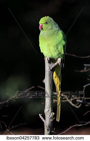 Halsbandsittich oder Alexandersittich (Psittacula krameri), adult, auf Baum, Baden-Wurttemberg, Deutschland, Europa View Large Photo Image Stock Image - Halsbandsittich oder Alexandersittich (Psittacula krameri), adult, auf Baum, Baden-Wurttemberg, Deutschland, Europa. Fotosearch