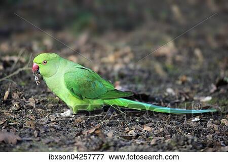 Stock Photo - Halsbandsittich oder Alexandersittich (Psittacula krameri), adult, fressend, Nahrungssuche, Baden-Wurttemberg, Deutschland, Europa. Fotosearch