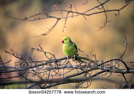Halsbandsittich oder Alexandersittich (Psittacula krameri), adult, auf Baum, Baden-Wurttemberg, Deutschland, Europa View Large Photo Image Stock Photo - Halsbandsittich oder Alexandersittich (Psittacula krameri), adult, auf Baum, Baden-Wurttemberg, Deutschland, Europa. Fotosearch