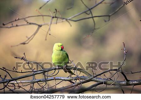 Halsbandsittich oder Alexandersittich (Psittacula krameri), adult, auf Baum, Baden-Wurttemberg, Deutschland, Europa View Large Photo Image Stock Photo - Halsbandsittich oder Alexandersittich (Psittacula krameri), adult, auf Baum, Baden-Wurttemberg, Deutschland, Europa. Fotosearch