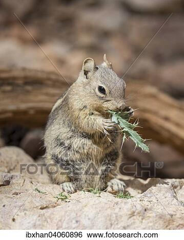 Harris-Antilopenziesel (Ammospermophilus harrisii), Bryce-Canyon-Nationalpark, Utah, USA, Nordamerika View Large Photo Image Stock Photograph - Harris-Antilopenziesel (Ammospermophilus harrisii), Bryce-Canyon-Nationalpark, Utah, USA, Nordamerika. Fotosearch