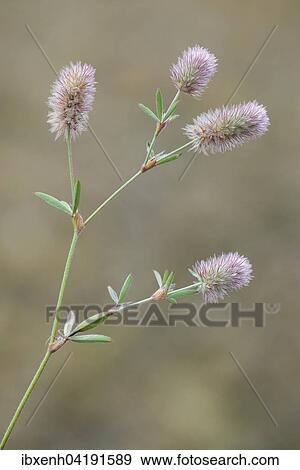 Stock Photo - Hasenklee (Trifolium arvense), Emsland, Niedersachsen, Deutschland, Europa. Fotosearch