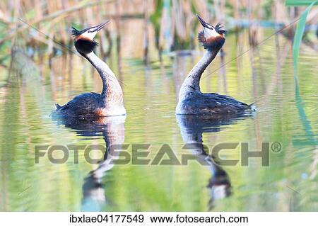 Haubentaucher (Podiceps cristatus) beim Balztanz, Waadt, Schweiz, Europa View Large Photo Image Stock Photo - Haubentaucher (Podiceps cristatus) beim Balztanz, Waadt, Schweiz, Europa. Fotosearch