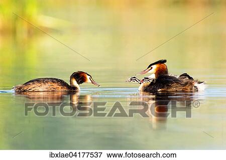 Haubentaucher (Podiceps cristatus) mit Jungvogeln auf dem Rucken, Waadt, Schweiz, Europa View Large Photo Image Stock Photo - Haubentaucher (Podiceps cristatus) mit Jungvogeln auf dem Rucken, Waadt, Schweiz, Europa. Fotosearch