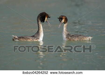 Haubentaucher (Podiceps cristatus), balzendes Brutpaar, Bodensee, Baden Wurttemberg, Deutschland, Europa View Large Photo Image Stock Image - Haubentaucher (Podiceps cristatus), balzendes Brutpaar, Bodensee, Baden Wurttemberg, Deutschland, Europa. Fotosearch