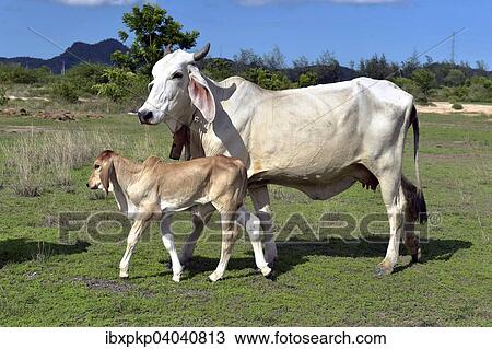 Hausrind mit Kalb auf einer Wiese, Hua Hin, Thailand, Asien View Large Photo Image Stock Image - Hausrind mit Kalb auf einer Wiese, Hua Hin, Thailand, Asien. Fotosearch