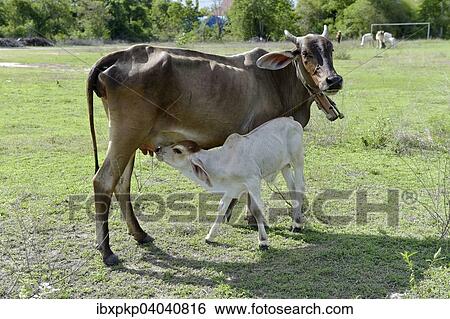 Hausrind saugt Kalb auf einer Wiese, Hua Hin, Thailand, Asien View Large Photo Image Stock Photograph - Hausrind saugt Kalb auf einer Wiese, Hua Hin, Thailand, Asien. Fotosearch