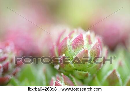 Hauswurzen (Sempervivum sp. ), Nordrhein-Westfalen, Deutschland, Europa View Large Photo Image Stock Image - Hauswurzen (Sempervivum sp. ), Nordrhein-Westfalen, Deutschland, Europa. Fotosearch